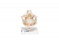przezroczysta szczęka człowieka z modelem zębów - 1019540 3b scientific modele anatomiczne 8